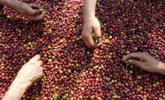 印尼咖啡产量今年降30咖啡需求年均提高10
